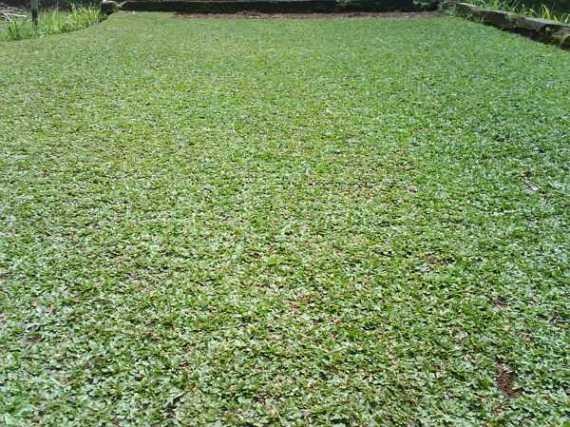 Rumput Gajah Mini